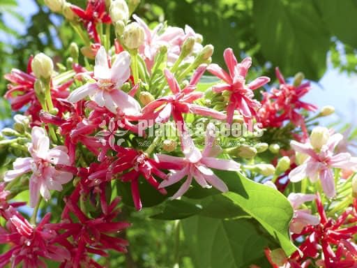 Combretum indicum