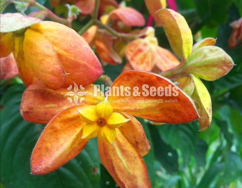 Mussaenda marmelada Orange and White