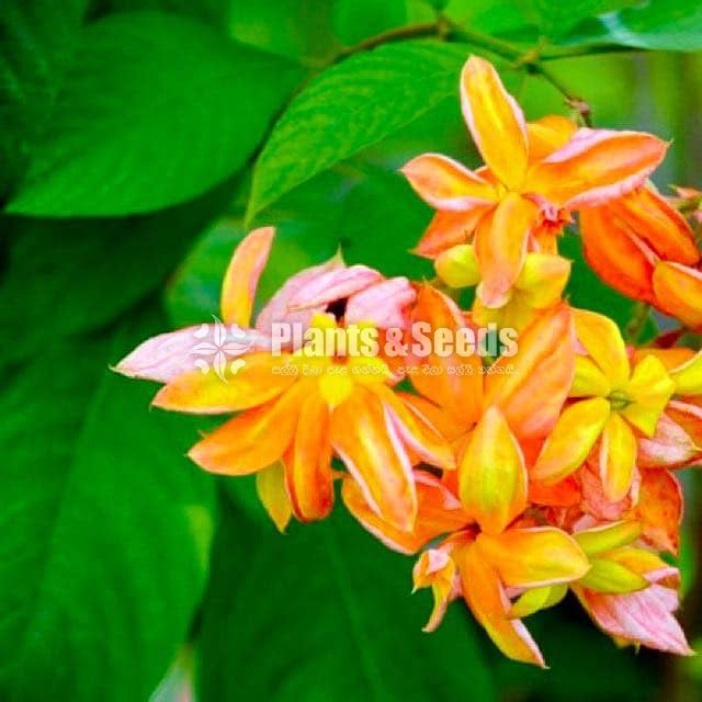 Mussaenda marmelada Orange and White