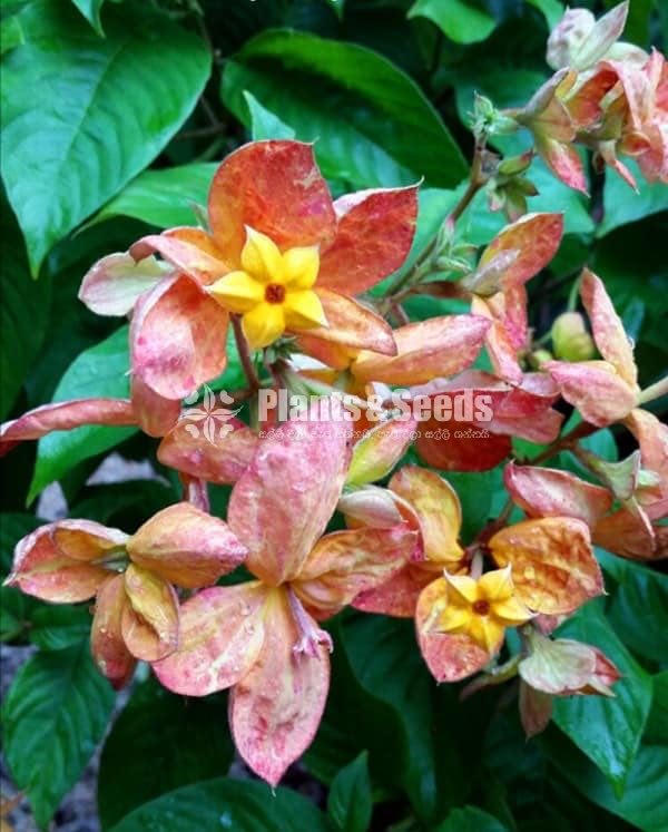 Mussaenda marmelada Orange and White