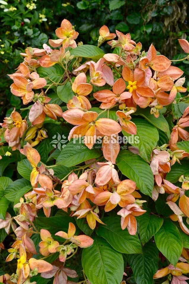 Mussaenda marmelada Orange and White