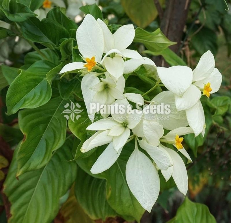 Mussaenda marmelada Orange and White