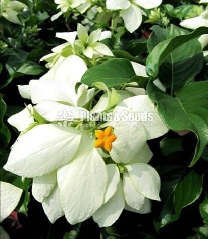 Mussaenda marmelada Orange and White