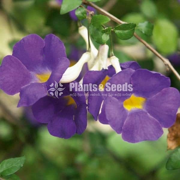 Thunbergia erecta(තණ්බොජියා )