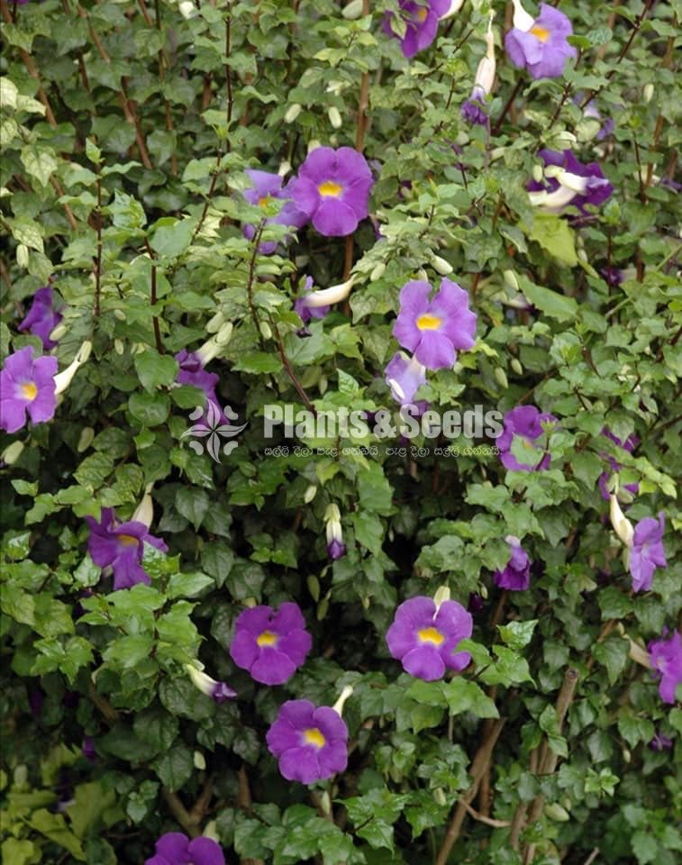 Thunbergia erecta(තණ්බොජියා )