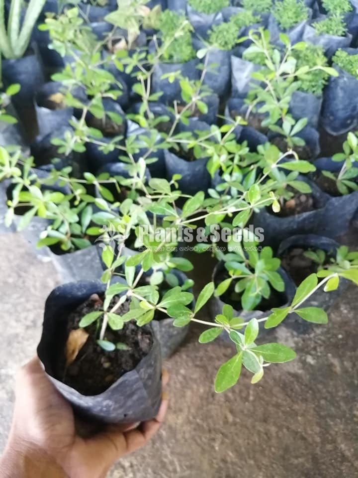 Special pack of Bonsai plants