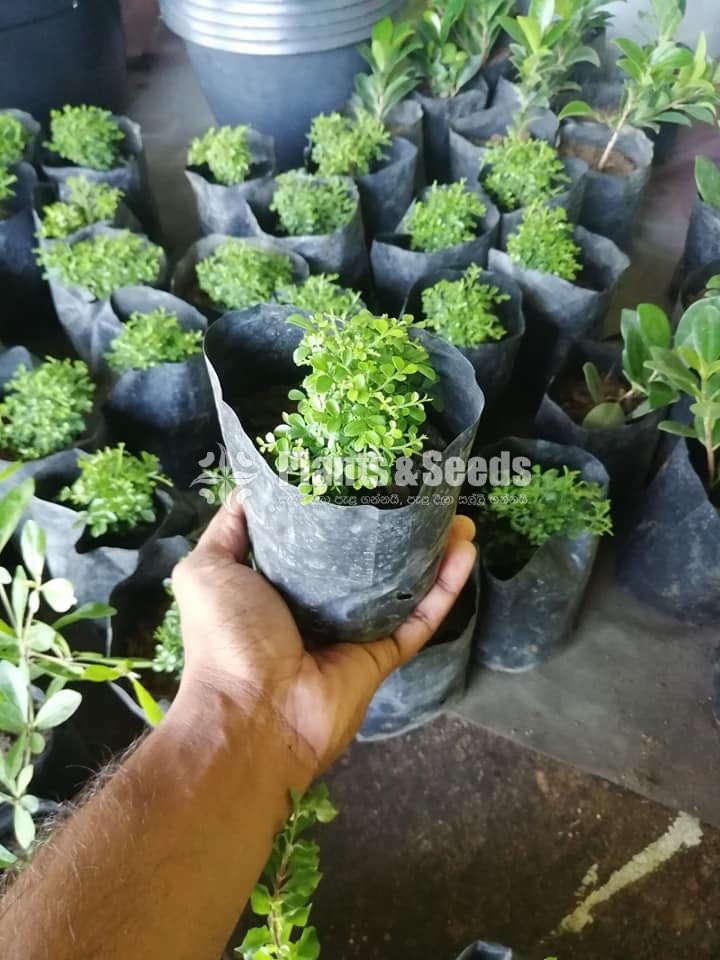 Special pack of Bonsai plants