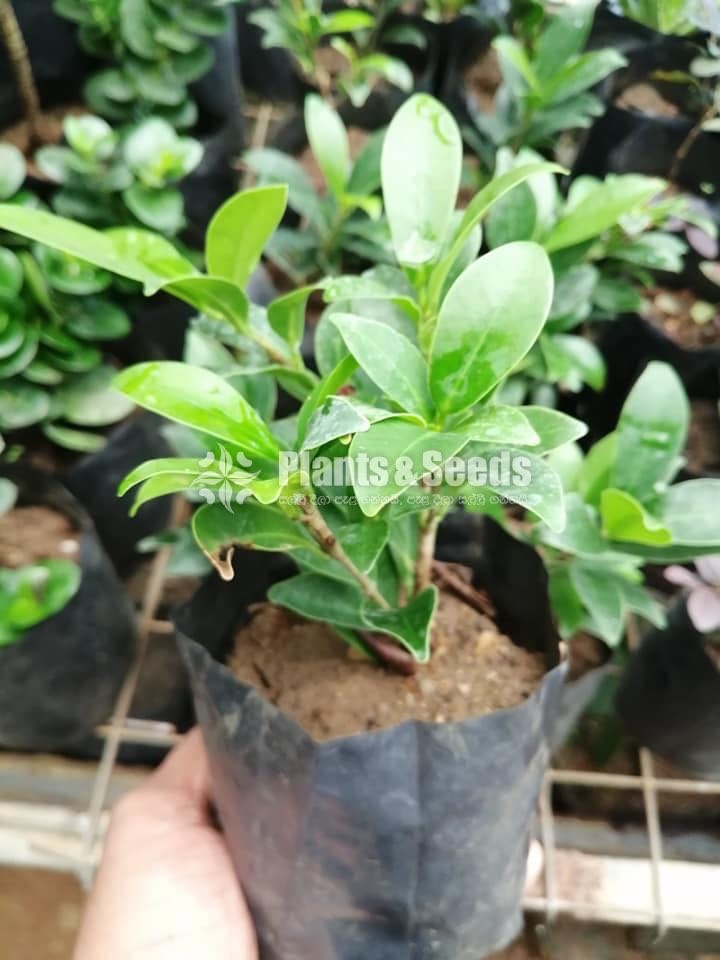 Special pack of Bonsai plants