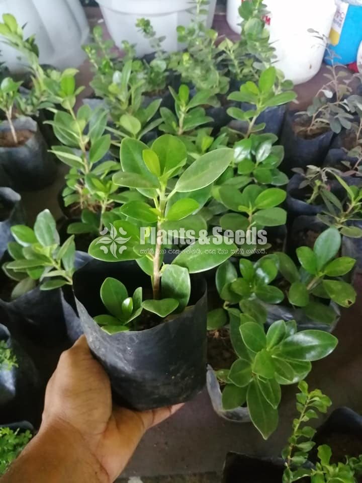 Special pack of Bonsai plants