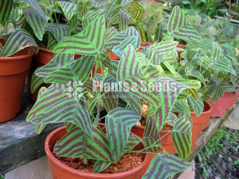 Christia obcordata(බටර්ෆ්ලයි ලීෆ්)
