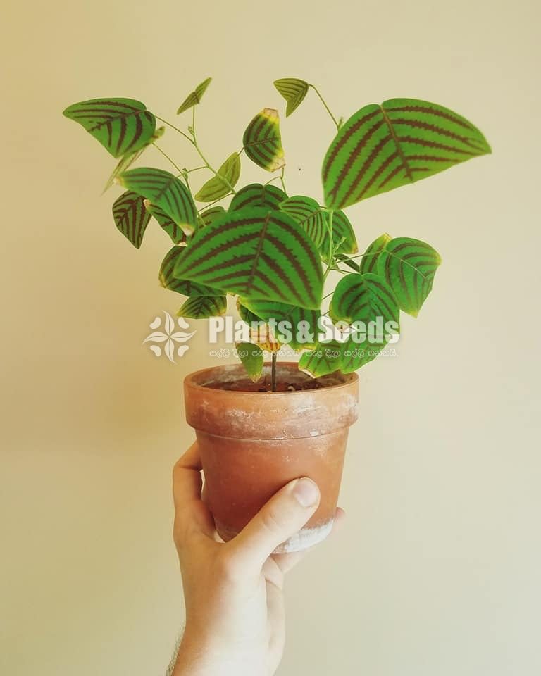 Christia obcordata(බටර්ෆ්ලයි ලීෆ්)