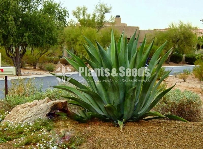 Agave weberi (හන)-Hana