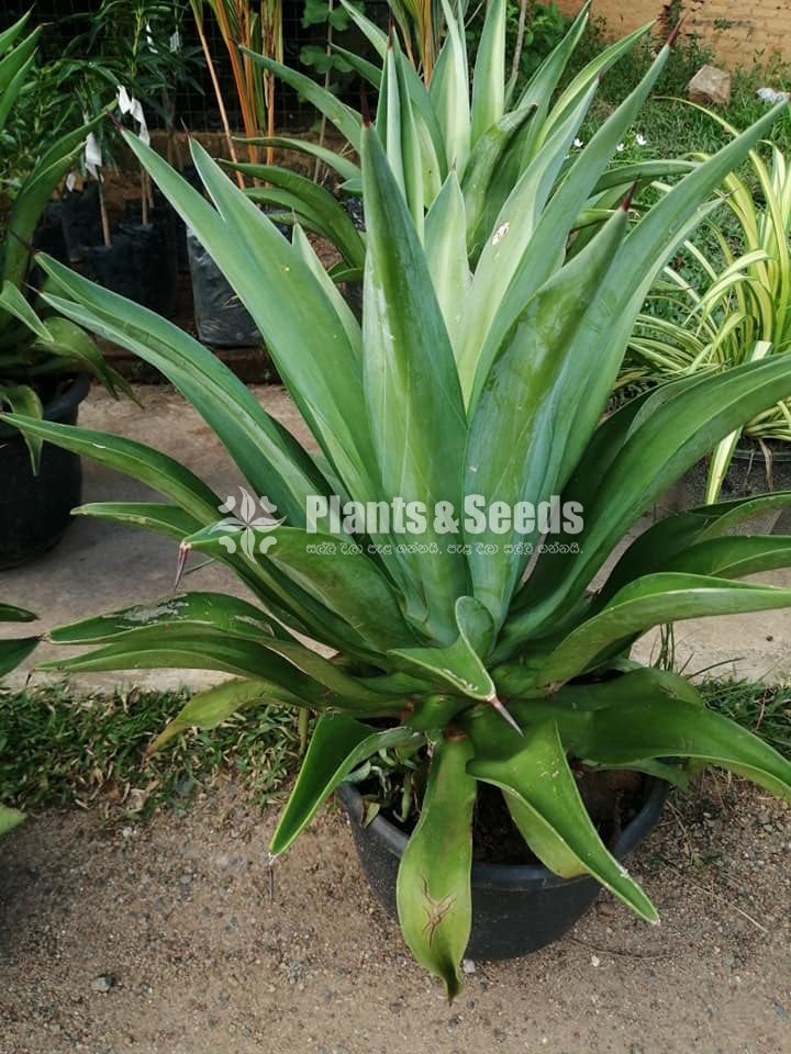 Agave weberi (හන)-Hana