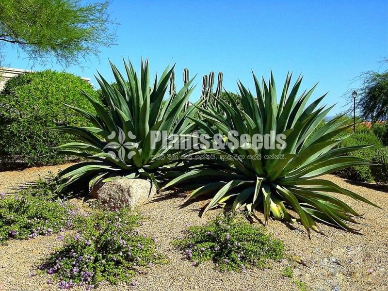 Agave weberi (හන)-Hana