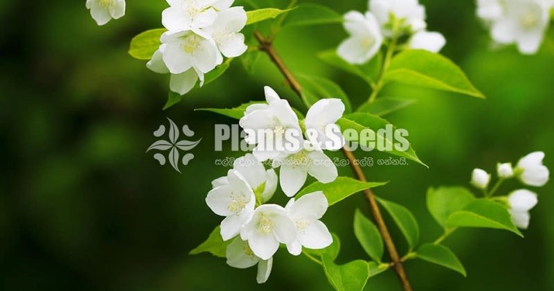 Jasmine (යටි පිච්ච)