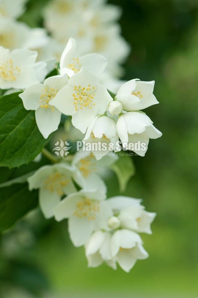 Jasmine (යටි පිච්ච)