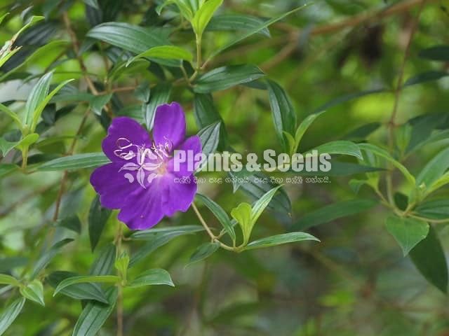 Bovitiya(බෝවිටියා )