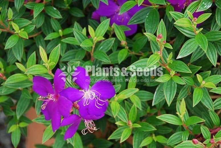 Bovitiya(බෝවිටියා )