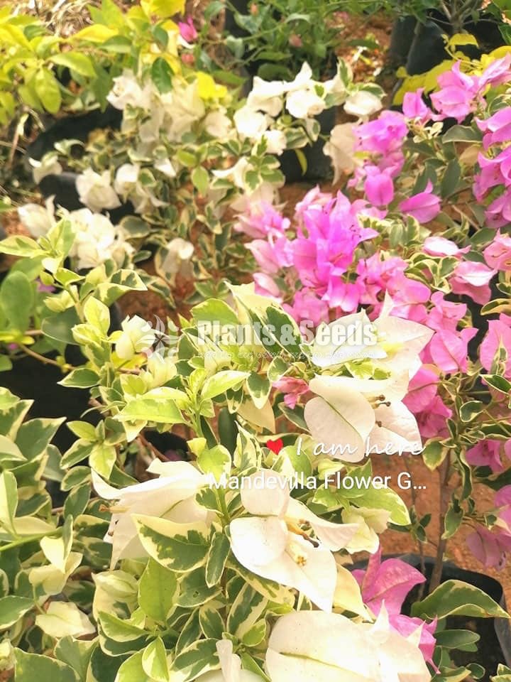 Bogainvillea Stockinette