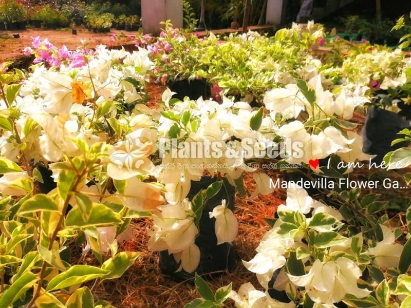 Bogainvillea Stockinette