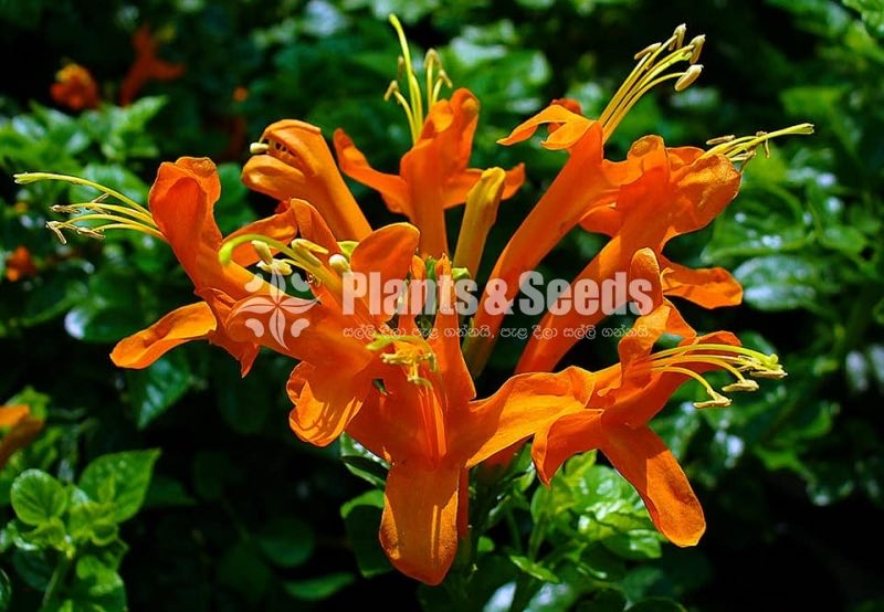 (Harmony Gold)හාමනි ගෝල්ඩ්