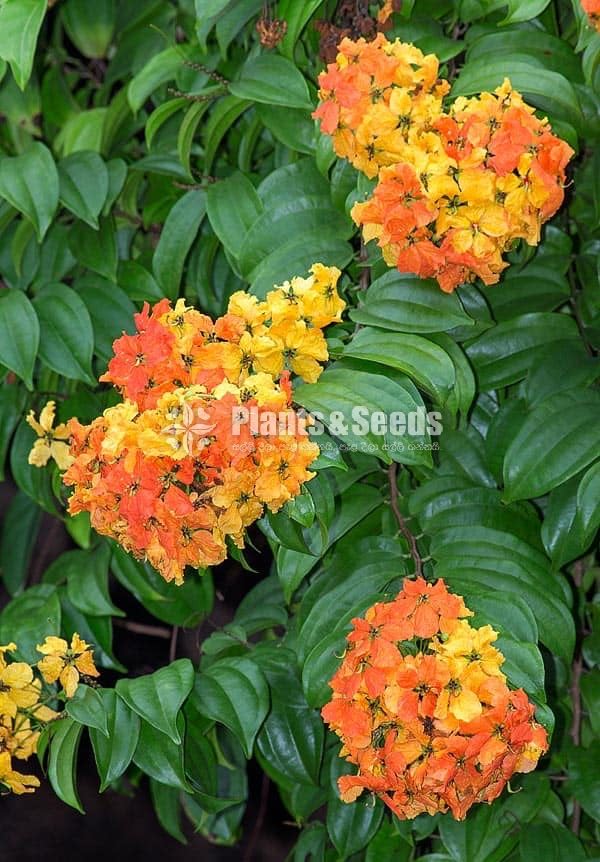 බහුමානියා(Bahumaniya)