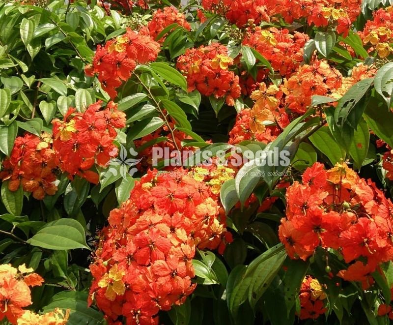 බහුමානියා(Bahumaniya)