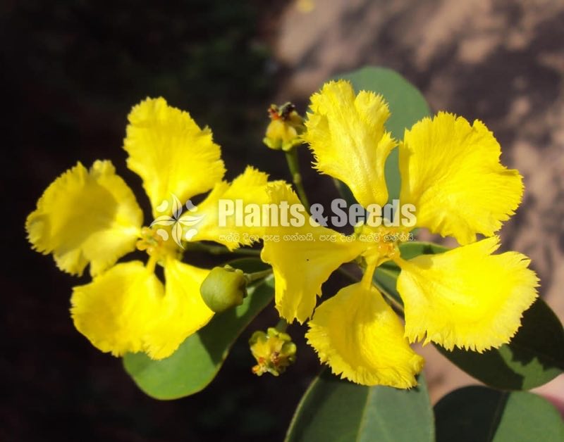 (ඕකිඩ් වයින්)Orchid vine
