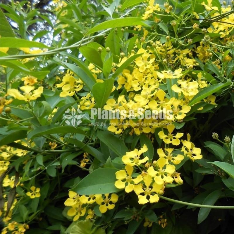 (ඕකිඩ් වයින්)Orchid vine