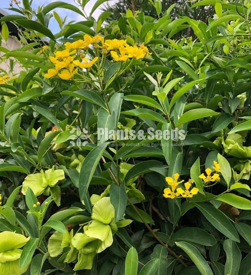 (ඕකිඩ් වයින්)Orchid vine