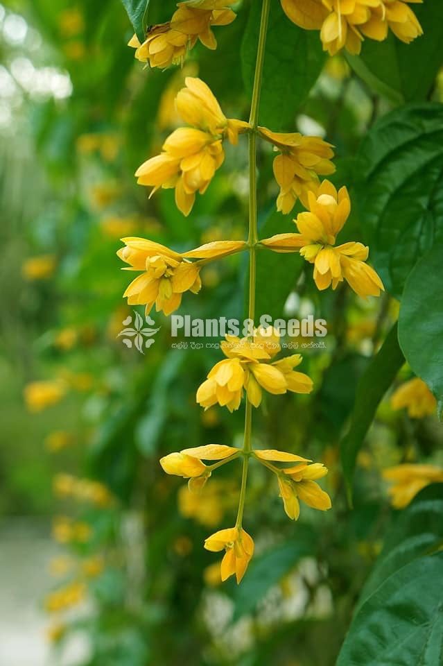 Golden Bell(ගෝල්ඩන් බෙල්)