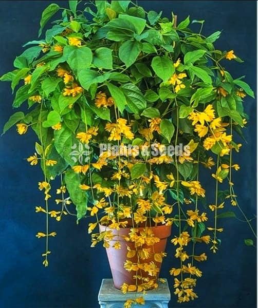 Golden Bell(ගෝල්ඩන් බෙල්)