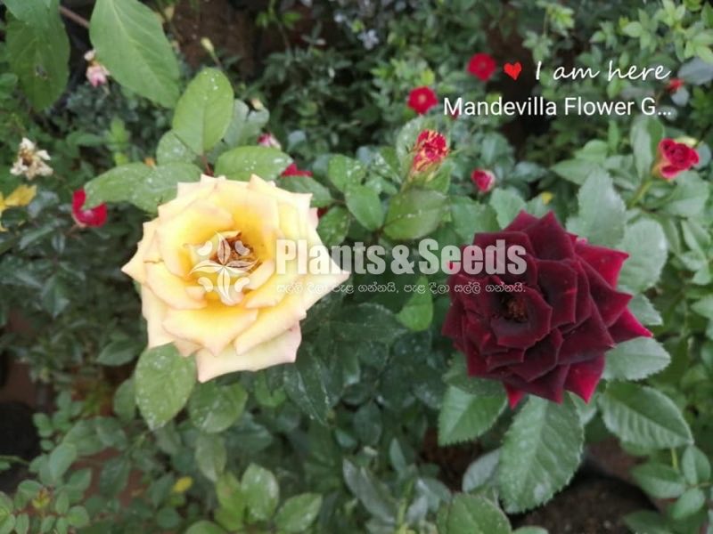 Roses Collection