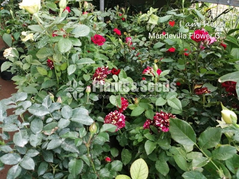 Roses Collection