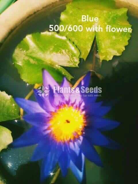 Blue Waterlily