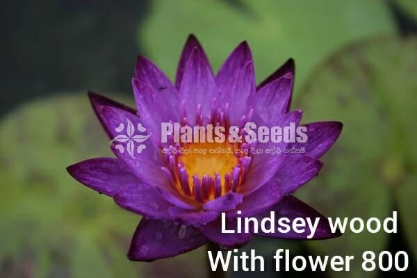Lindsey wood Waterlily with Flowers