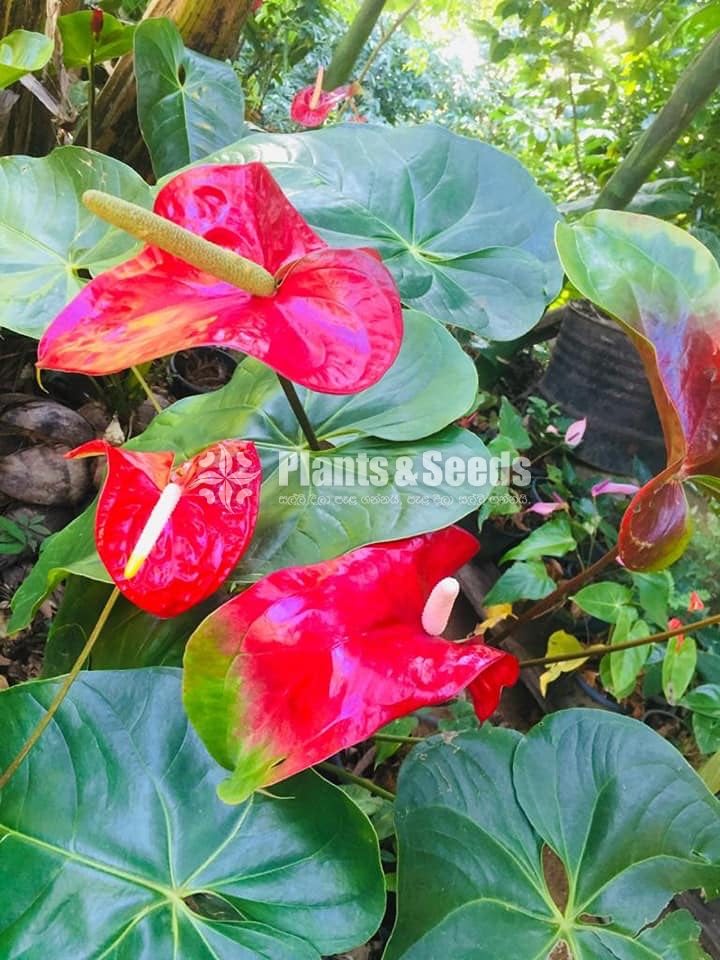 Red,Pink,White,Orange Green ,Anthurium