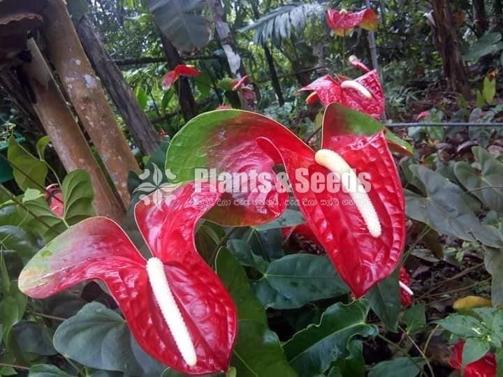 Red,Pink,White,Orange Green ,Anthurium