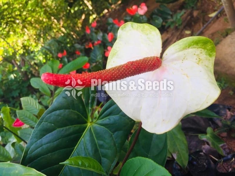 Red,Pink,White,Orange Green ,Anthurium