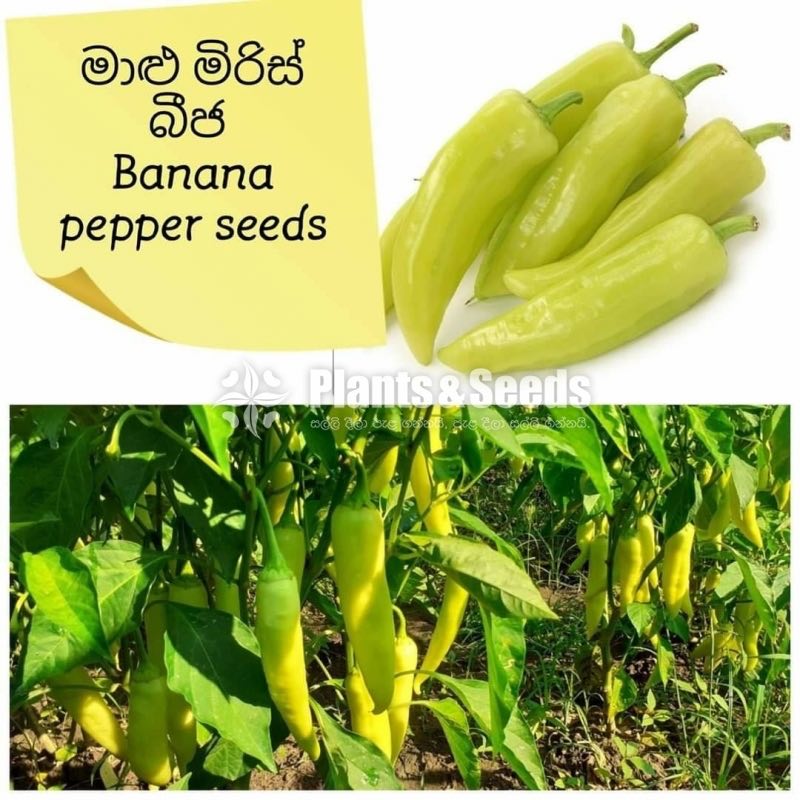 Vegetable Seeds 10 Pack for 600