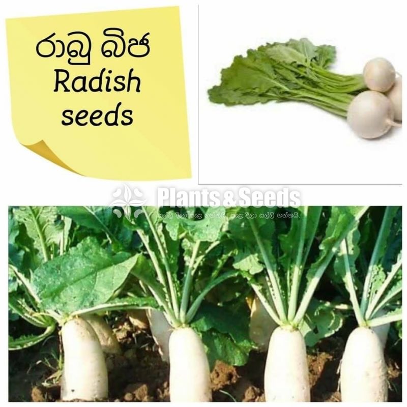 Vegetable Seeds 10 Pack for 600