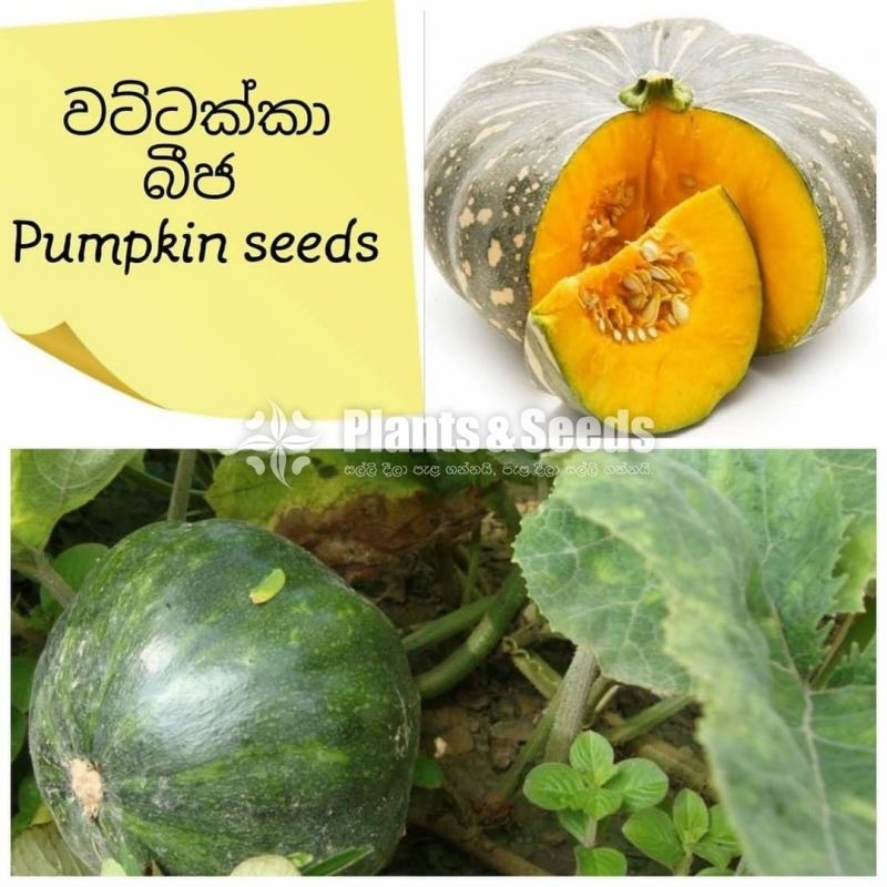 Vegetable Seeds 10 Pack for 600