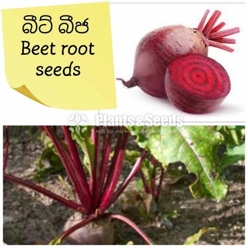 Vegetable Seeds 10 Pack for 600
