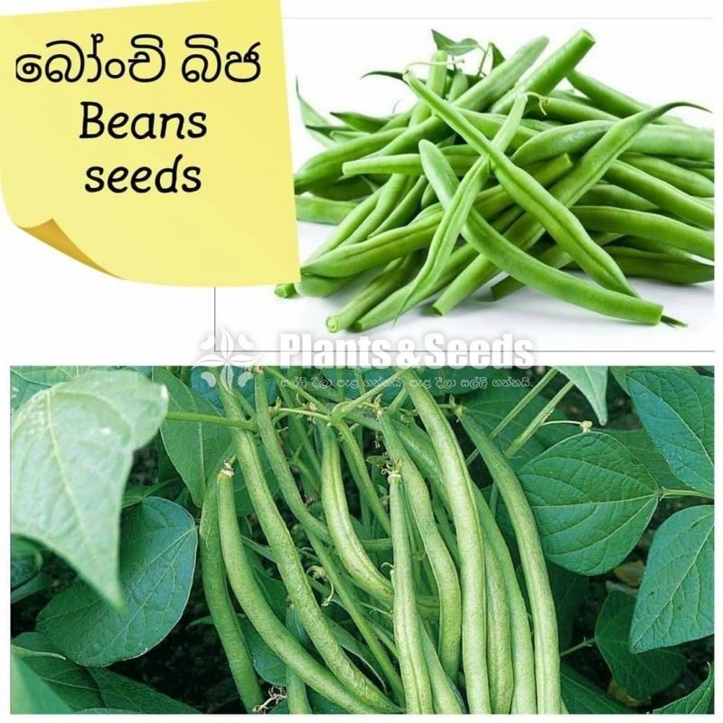 Vegetable Seeds 10 Pack for 600