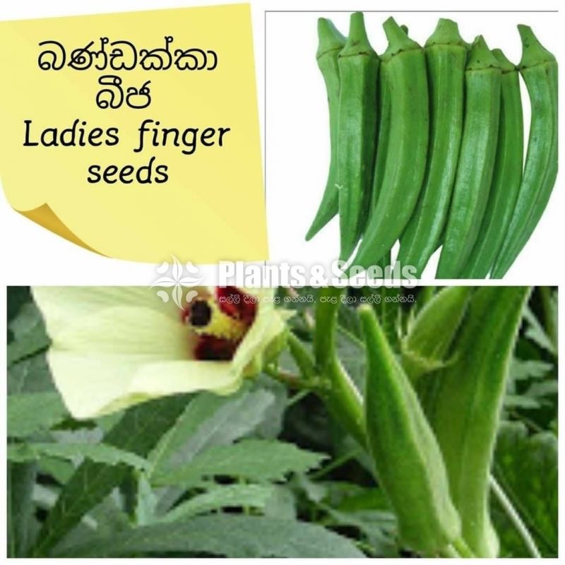 Vegetable Seeds 10 Pack for 600