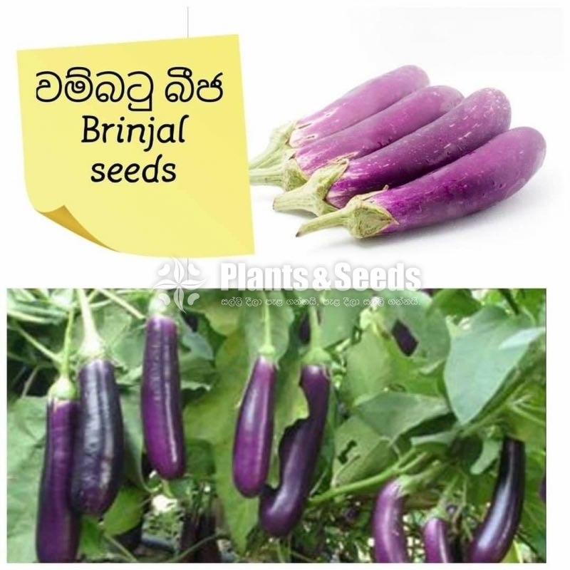 Vegetable Seeds 10 Pack for 600