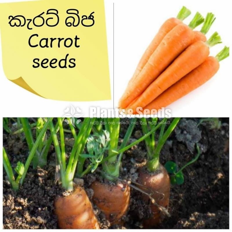 Vegetable Seeds 10 Pack for 600