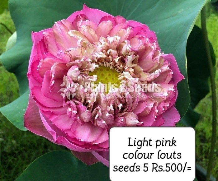 Flower Seeds