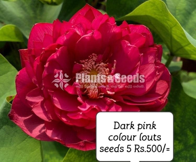 Flower Seeds
