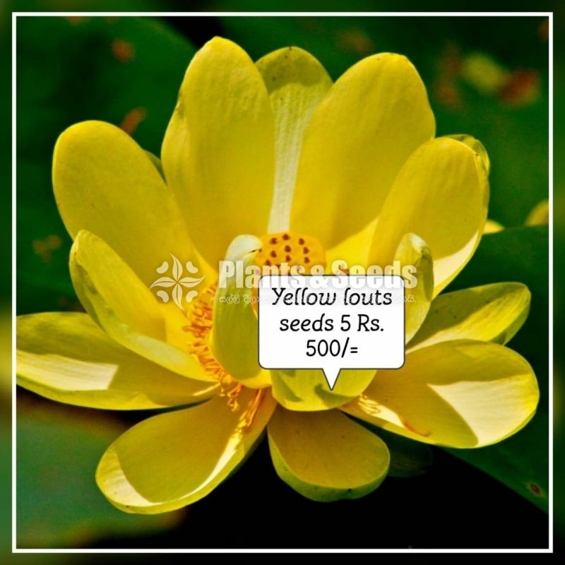 Flower Seeds